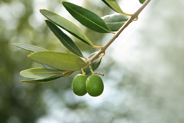 L'olivier dont on tire l'huile d'olive