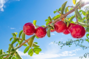 Acerola, riche en vitamines C