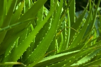 L’aloe vera, une plante remède pour la peau