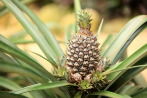 L'ananas riche en bromélaïne