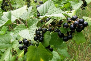 Le cassis favorise aussi l'élimination de l'acide urique