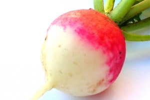 Le radis riche en vitamine C