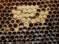 Le miel des abeilles, un produit naturellement bon !